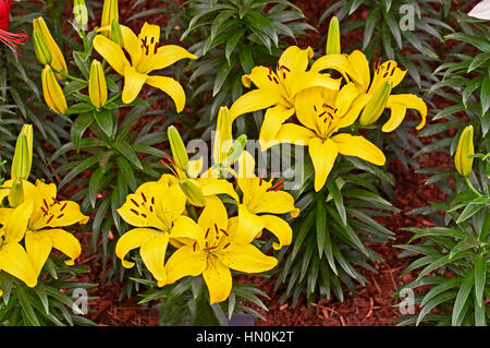 Blühende Lilium "Gelbe Freude" Stockfoto