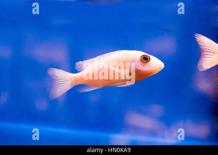 Foto von roten Mbunas Fische im aquarium Stockfoto