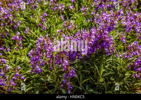 Italien Emilia Romagna Casola Valsenio (RA): Kräutergarten: Salvia Officinalis Stockfoto