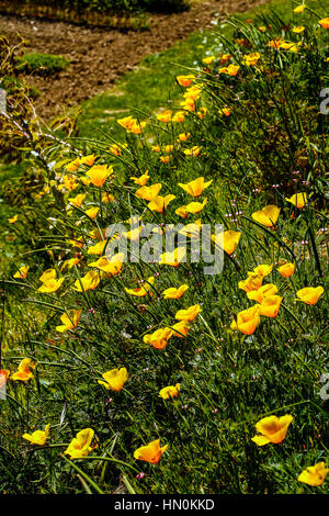 Italien Emilia Romagna Casola Valsenio (RA): Kräutergarten: Kalifornischer Mohn Stockfoto