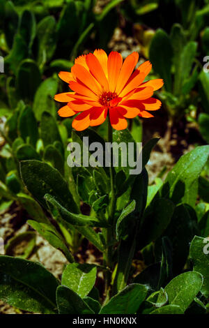 Italien Emilia Romagna Casola Valsenio (RA): Kräutergarten: Ringelblume Stockfoto