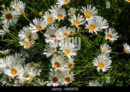 Italien Emilia Romagna Casola Valsenio (RA): Kräutergarten: Pyrethrum Stockfoto