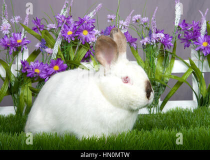 kleine weiße und braune Zwerg Hase mit rosa Augen sitzen im grünen Rasen vor einen weißen Lattenzaun mit lila Blüten von einer grauen Wand Stockfoto