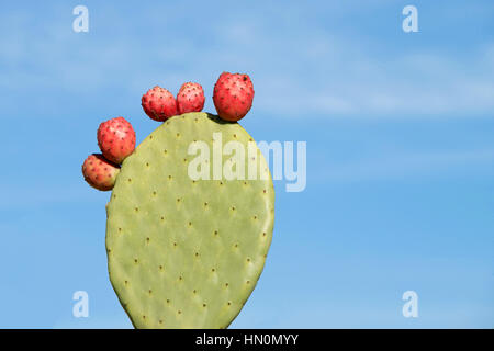 Indische Feigen Opuntia Kaktus, der Begriff Feigenkaktus ist die am weitesten verbreitete Bezeichnung dafür. einzigen abgerundeten Kladodien, auch genannt Platyclades, mit fünf roten fru Stockfoto