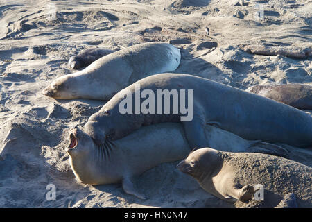 Männliche Elefanten Dichtung versucht, mit einem Weibchen paaren. ein hochrangiger Bulle kann einen Harem von 30 – 100 Kühe, abhängig von seiner Größe und Stärke haben. Stockfoto