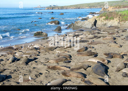 See-Elefanten am Strand entlang der zentralen Küste von Kalifornien. Piedras Blancas See-Elefant Rookery erstreckt sich über 6 Meilen der Küstenlinie rund um Stockfoto