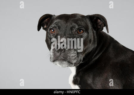 Staffordshire Bull Terrier, Großbritannien. Stockfoto