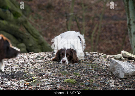 Ein English Springer Spaniel spielt mit seinem Freund bei einem Spaziergang in den Peak District, Großbritannien Stockfoto