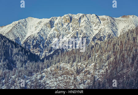 Alpine Winterlandschaft mit verschneiten Bergrücken und gefrorenen Nadelwälder in Piatra Craiului Nationalpark, Grafschaft Brasov, Rumänien. Stockfoto