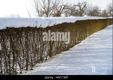 Schnee bedeckt Hecke in perspektivischer Darstellung an der sonnigen Wintertag Stockfoto