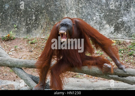 Orang-Utan mit offen Mund zeigen Eckzähne. Stockfoto