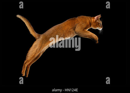 Abessinier Katze isoliert springen auf schwarzem Hintergrund in Profil Stockfoto