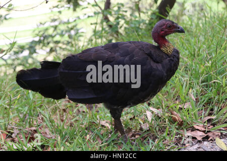 Neben dem Bradleys Head Walking Track in Mosman auf australische Brushturkey oder australischen Pinsel-Türkei, aka das Peeling Türkei oder Busch Türkei entdeckt Stockfoto