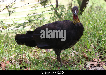 Neben dem Bradleys Head Walking Track in Mosman auf australische Brushturkey oder australischen Pinsel-Türkei, aka das Peeling Türkei oder Busch Türkei entdeckt Stockfoto