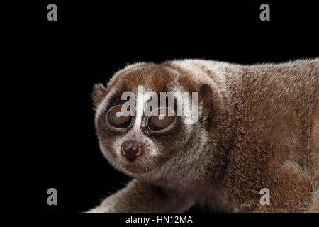 Close-up Lemur Slow Loris isoliert schwarzer Hintergrund Stockfoto