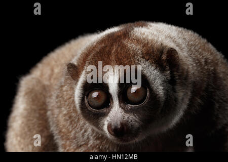 Close-up Lemur Slow Loris isoliert schwarzer Hintergrund Stockfoto