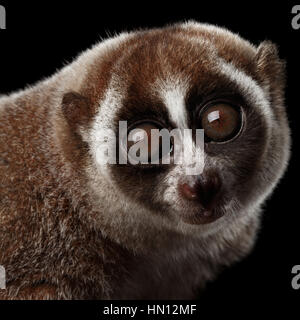 Close-up Lemur Slow Loris isoliert schwarzer Hintergrund Stockfoto