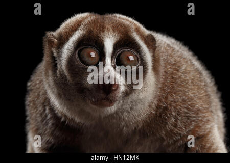 Close-up Lemur Slow Loris isoliert schwarzer Hintergrund Stockfoto