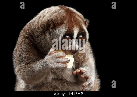 Close-up Lemur Slow Loris isoliert schwarzer Hintergrund Stockfoto