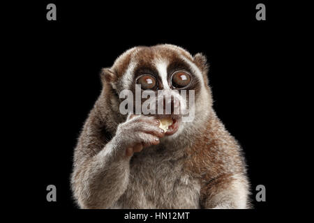 Close-up Lemur Slow Loris isoliert schwarzer Hintergrund Stockfoto