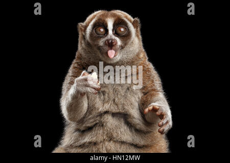 Close-up Lemur Slow Loris isoliert schwarzer Hintergrund Stockfoto