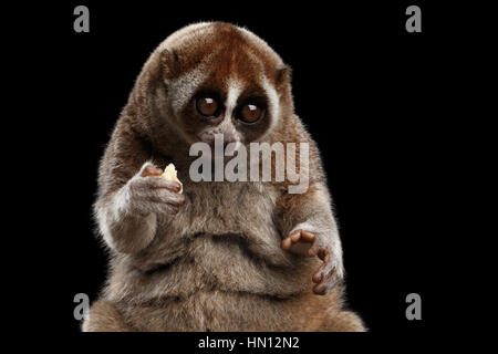 Close-up Lemur Slow Loris isoliert schwarzer Hintergrund Stockfoto