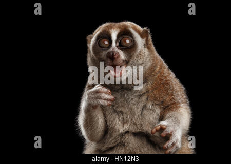 Close-up Lemur Slow Loris isoliert schwarzer Hintergrund Stockfoto