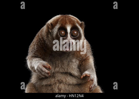 Close-up Lemur Slow Loris isoliert schwarzer Hintergrund Stockfoto