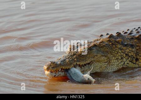 Nilkrokodil (Crocodylus niloticus), Krokodil mit noch lebenden Fischen im Maul, Sunset Dam, Kruger-Nationalpark, Südafrika, Afrika Stockfoto