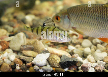 Karpfen, Rotauge, Gründling im Aquarium frisches Wasser. Das Bild kann als Lehrmaterial verwendet werden Stockfoto