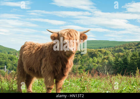 Traditionelle Highland Kuh mit seiner Zunge stossen Stockfoto