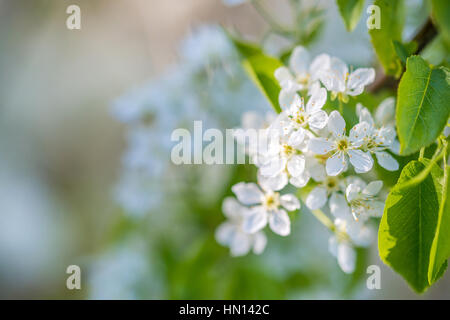 Schöne Sping blühen wilde Pflaume Blumen Stockfoto