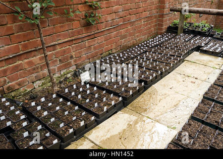 Schwarze Pflanzentrays Ausbreitung von Sämlingen in Gärtnerei Stockfoto