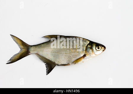 Süßwasserfische Brassen ist weit verbreitet, häufig Bergbau Fischer isoliert Stockfoto