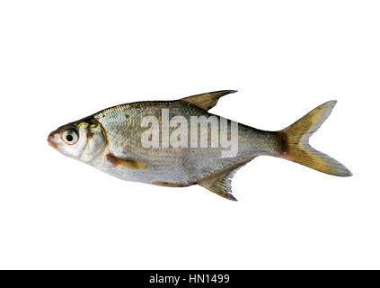 Süßwasserfische Brassen ist weit verbreitet, häufig Bergbau Fischer isoliert Stockfoto