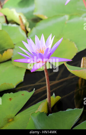 Sanft zu konzentrieren, lila Lotusblume oder Blüte der Seerose im Teich Stockfoto