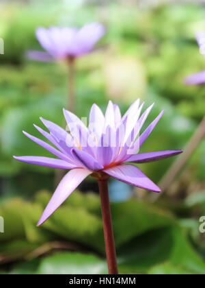 Sanft zu konzentrieren, lila Lotusblume oder Blüte der Seerose im Teich Stockfoto