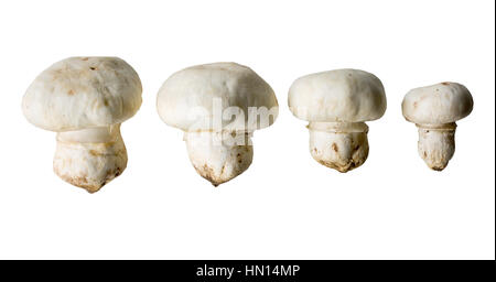 Champignon-Pilze isoliert auf weißem Hintergrund, in der Küche zum Kochen verwendet Stockfoto