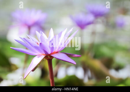 Sanft zu konzentrieren, lila Lotusblume oder Blüte der Seerose im Teich Stockfoto