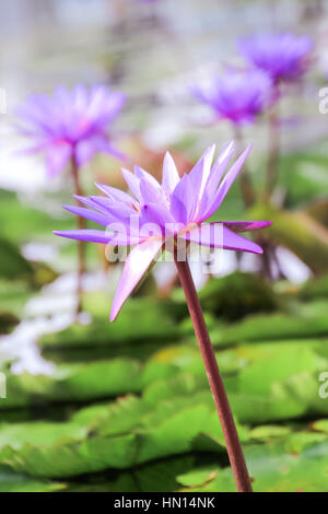 Sanft zu konzentrieren, lila Lotusblume oder Blüte der Seerose im Teich Stockfoto