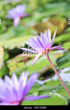 Sanft zu konzentrieren, lila Lotusblume oder Blüte der Seerose im Teich Stockfoto