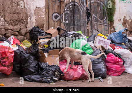 Streunender Hund Essen Müll auf der Straße Stockfoto