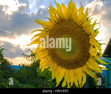 Sonnenblume hautnah. Leuchtend gelbe Sonnenblumen. Sonnenblume Hintergrund Stockfoto