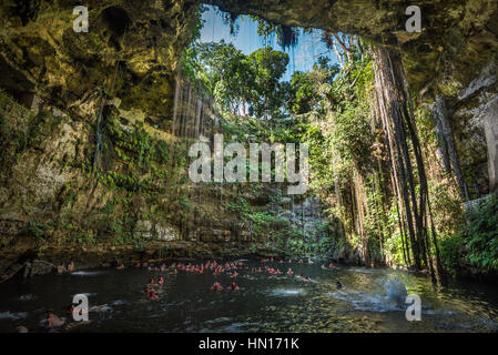 Ik Kil Cenote, beliebtes Wahrzeichen Yucatan, Mexiko Stockfoto