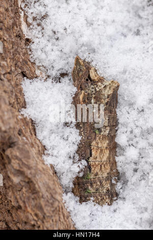 Östliche Tiger Schwalbenschwanz (Papilio Glaucus) überwinternde Puppe im Spalt der Robinie Rinde nach Schneefall. Stockfoto