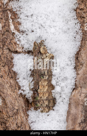 Östliche Tiger Schwalbenschwanz (Papilio Glaucus) überwinternde Puppe im Spalt der Robinie Rinde nach Schneefall. Stockfoto