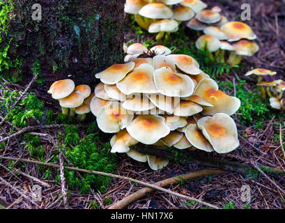 Klee im Wald und Pilzen, Hintergrund. Stockfoto