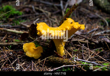 Pfifferlinge in Dunkelheit. Helle, rote schöne Pilze Stockfoto