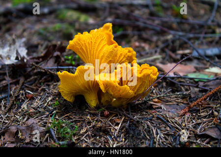 Pfifferlinge in Dunkelheit. Helle, rote schöne Pilze Stockfoto