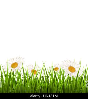 Grünen Rasen mit weißen Kamillen isoliert auf weiss. Floral Stock Vektor